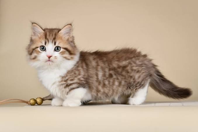 Where to Find a Munchkin Cat for Sale