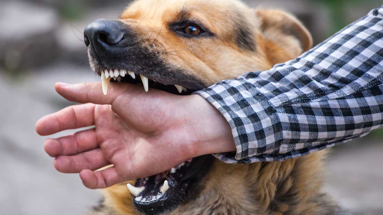 Do Dog Attacks Cause Fall Injury? Recognizing The Effects And Legal Action 