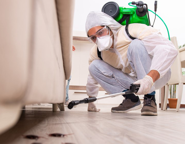 How Professional Pest Control Services Can Improve Your Quality Of Life