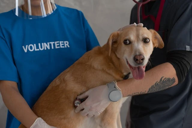 Emergency vs General Veterinary Care Key Differences