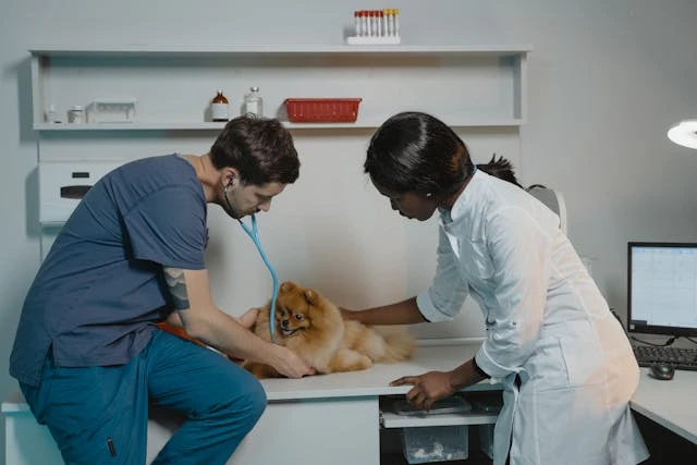 3 Key Advantages Of Wellness Plans At Animal Clinics