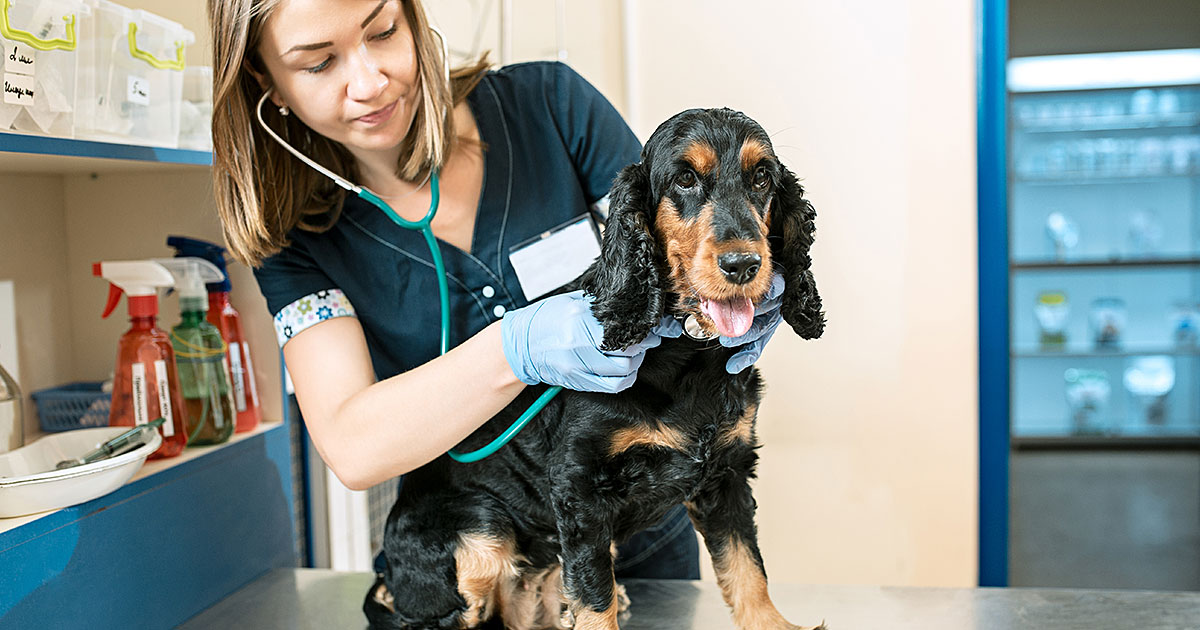 5 Advantages Of Maintaining Regular Veterinary Appointments