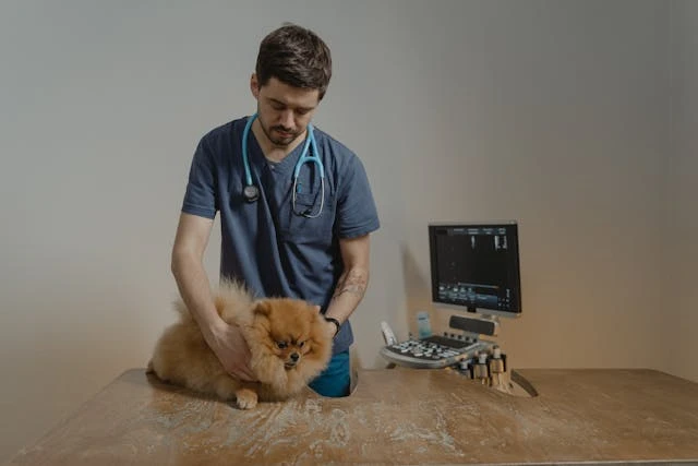 5 Benefits Of Annual Wellness Exams For Dogs And Cats