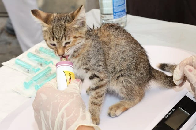 How Animal Hospitals Provide Specialized Care For Puppies And Kittens