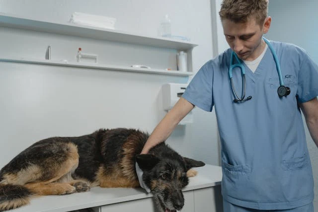 Why Rehabilitation Programs Are Growing In Veterinary Clinics
