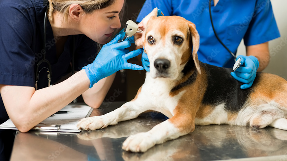 How Veterinary Hospitals Support Senior Pet Health