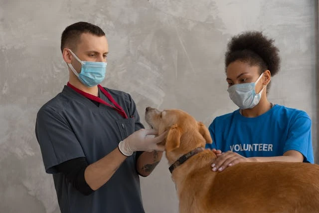 Why Animal Hospitals Are Essential For Long Term Preventive Care