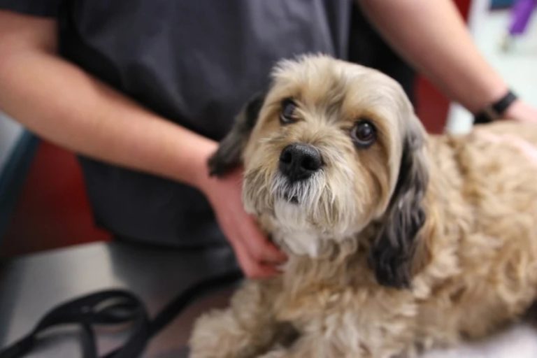 5 Benefits Of Annual Wellness Exams For Dogs And Cats
