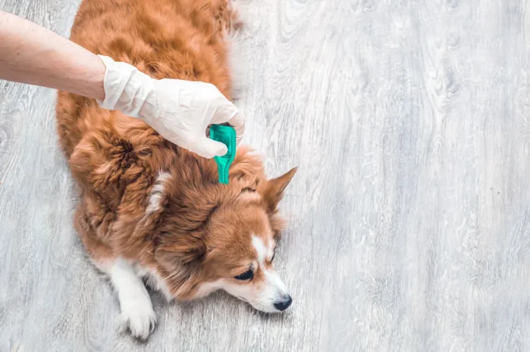 How Animal Hospitals Help Manage Parasite Prevention Programs