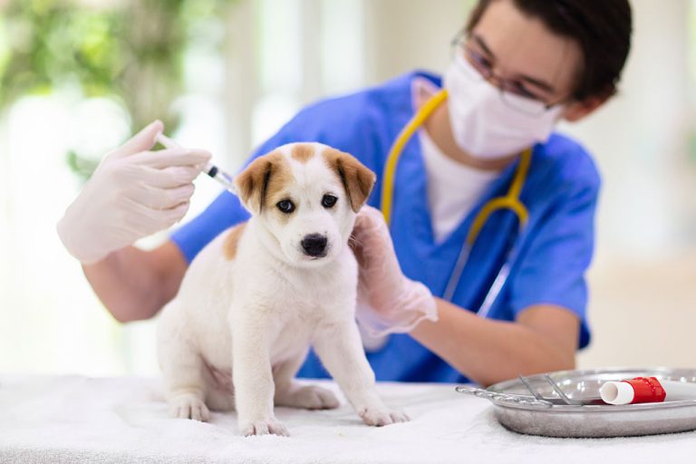 How Veterinary Hospitals Provide Comprehensive Vaccination Program Pet