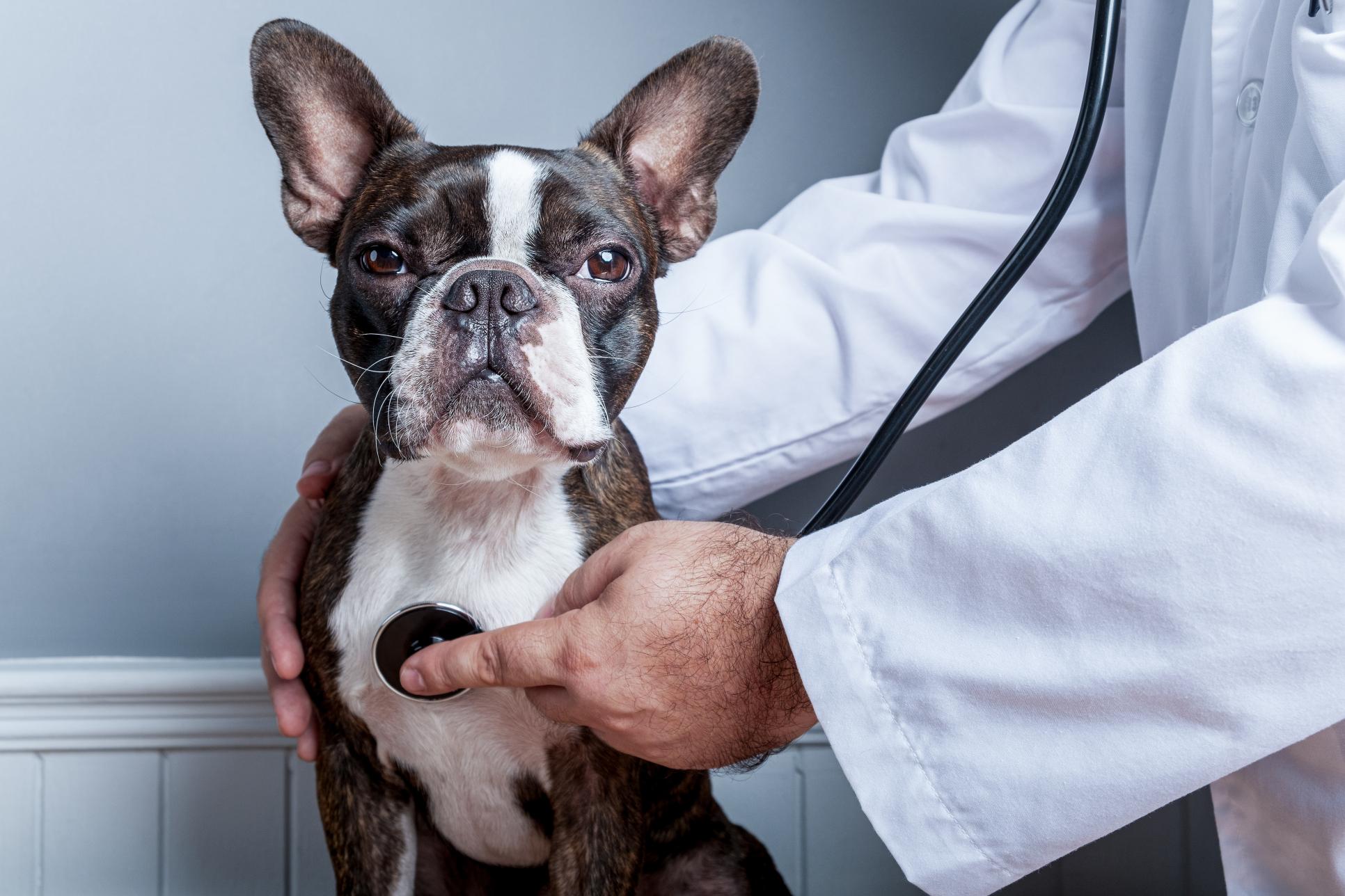 Why Annual Exams Save Lives In Small Animal Veterinary Hospitals